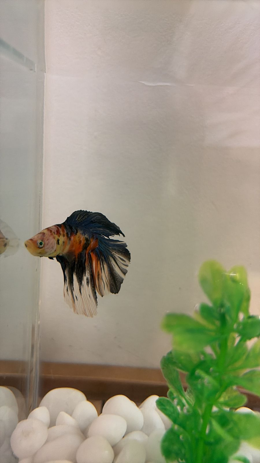 Jack, the fish Anushka gifted